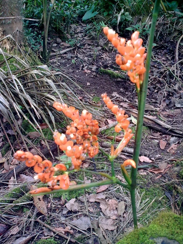Foto: Flor de Bijagua de color hermoso - Shell (Pastaza), Ecuador