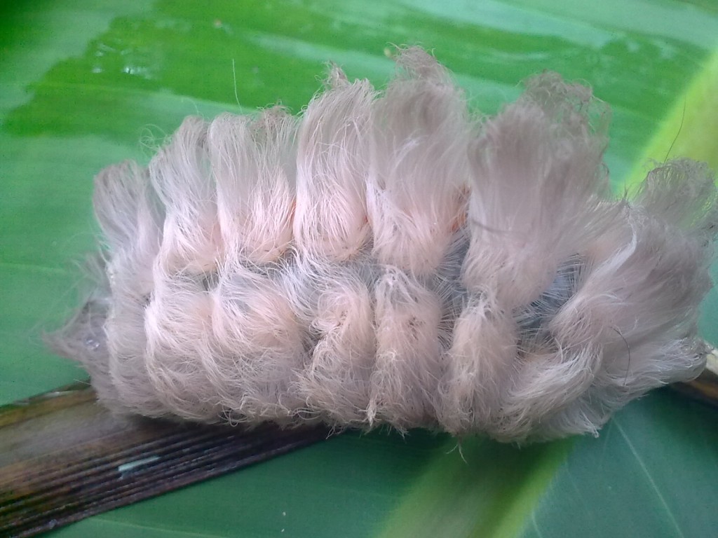 Foto: Pachón - Shell (Pastaza), Ecuador