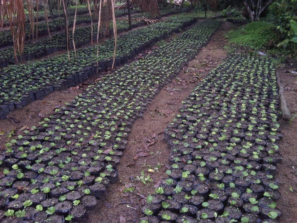 Foto de Guayabital (Portuguesa), Venezuela