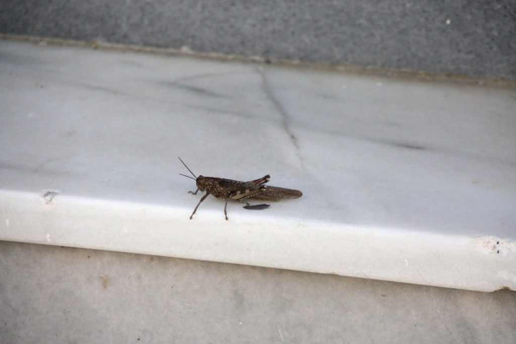 Foto: Bichito - Laujar de Andarax (Almería), España