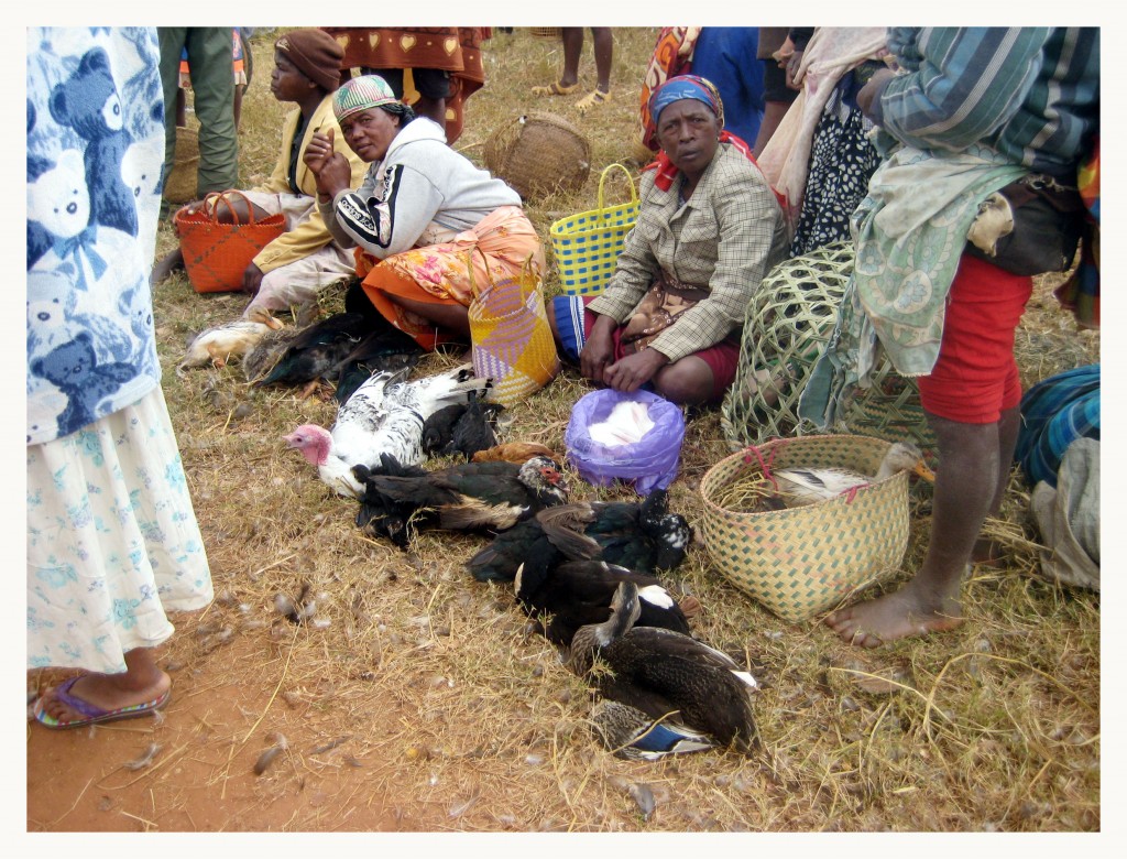 Foto: Señoras vendiendo gallinas - Ambalamanakana, Madagascar