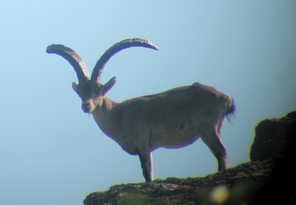 Foto: cabra montés - Las Mestas (Cáceres), España