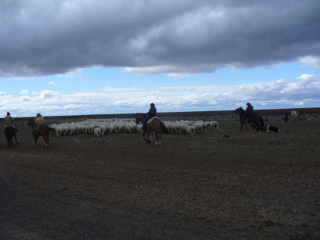 Foto: ARREO - Provincia de Santa Cruz Patagonia Argentina (Santa Cruz), Argentina