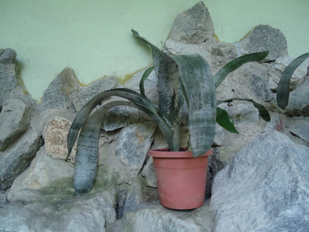 Foto: Foto del Orquideario - Puyo (Pastaza), Ecuador