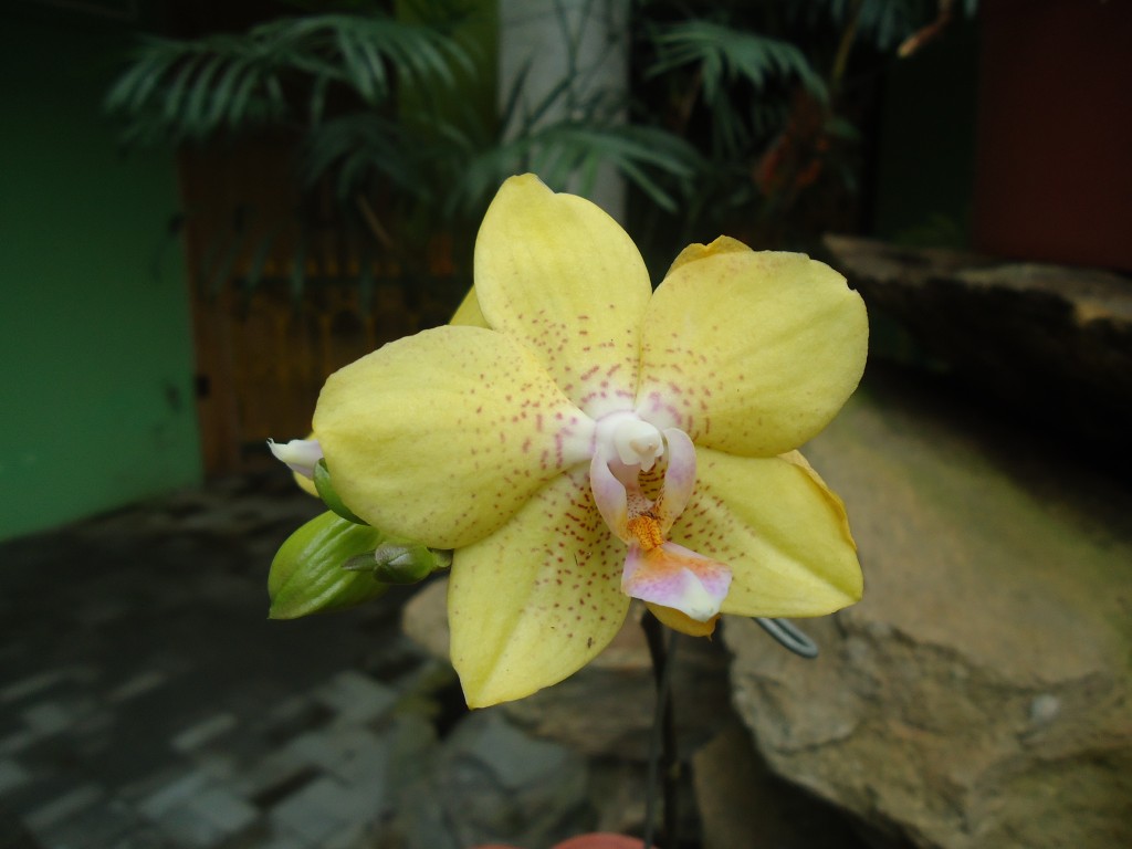Foto: Foto del Orquideario, una orquide amarilla. - Puyo (Pastaza), Ecuador