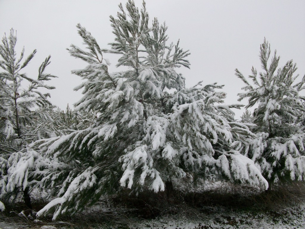 Foto de La Jamula de baza (Granada), España