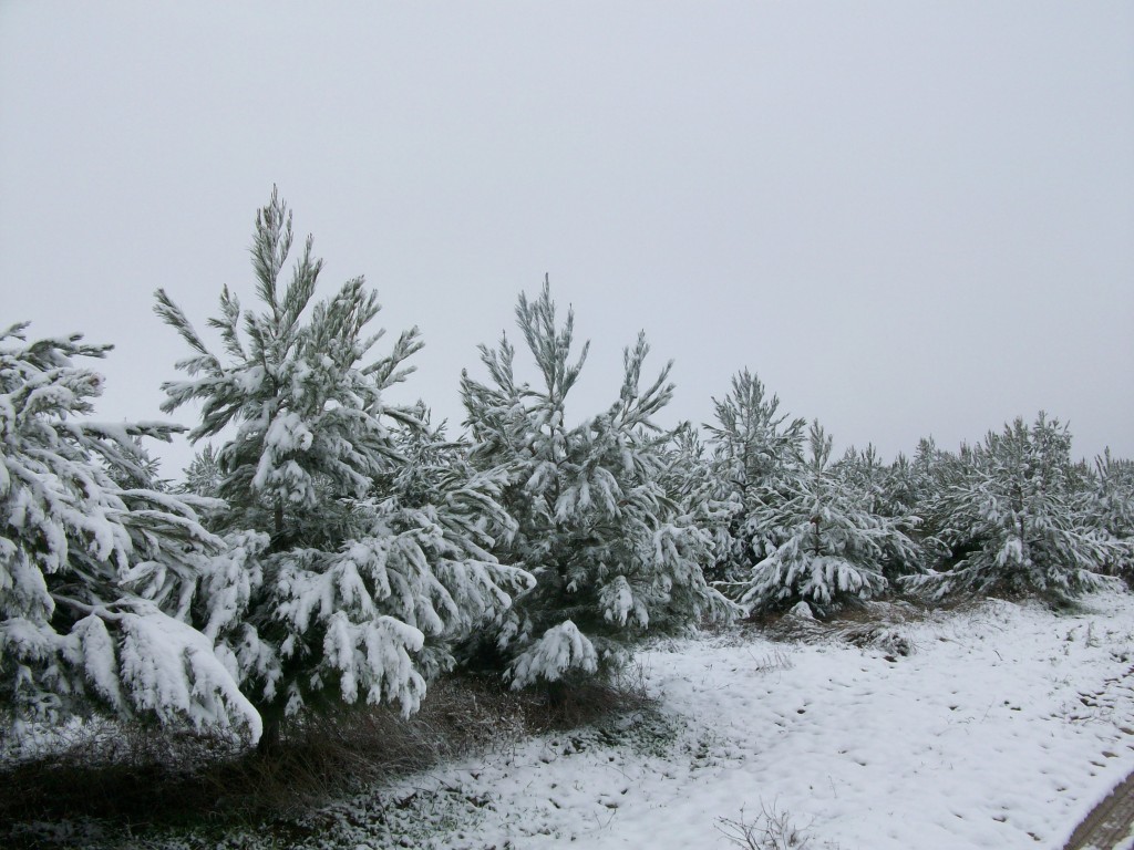 Foto de La Jamula de baza (Granada), España