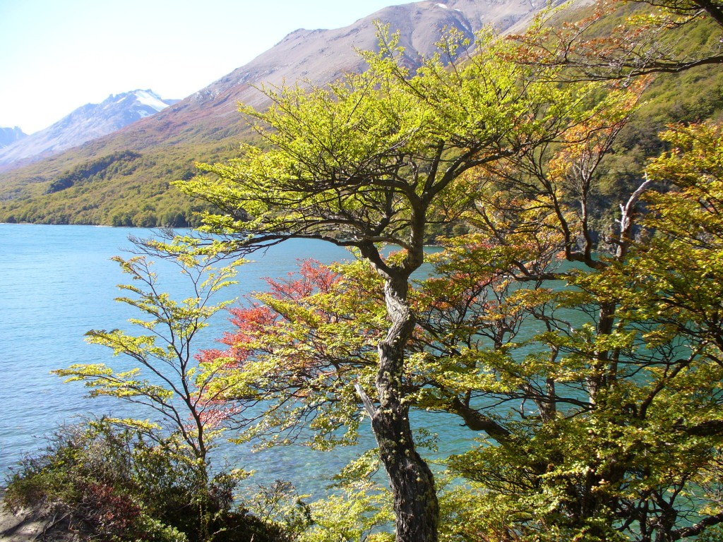 Foto de Lago del desierto (Santa Cruz), Argentina