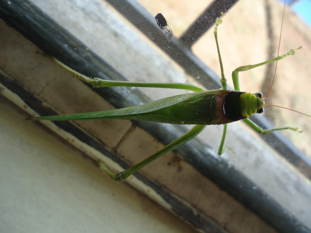 Foto: Saltamontes - Shell (Pastaza), Ecuador