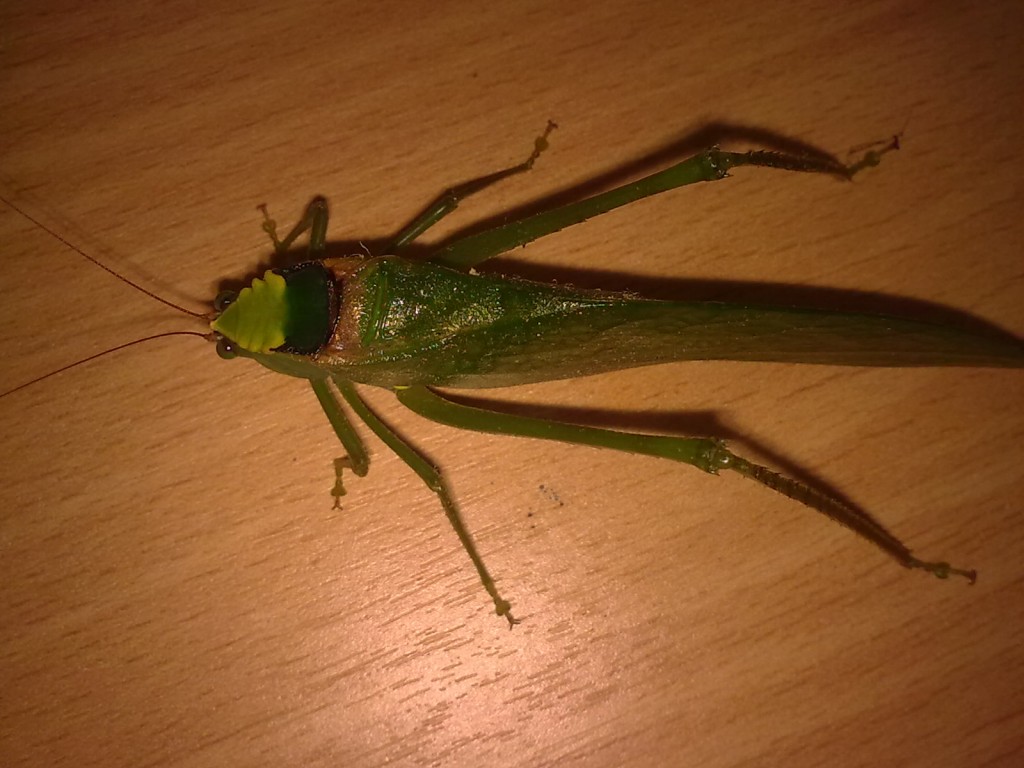 Foto: Saltamontes - Shell (Pastaza), Ecuador