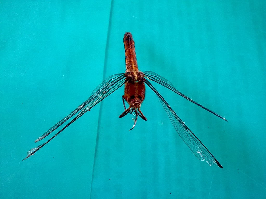 Foto: Libélula. - Shell (Pastaza), Ecuador