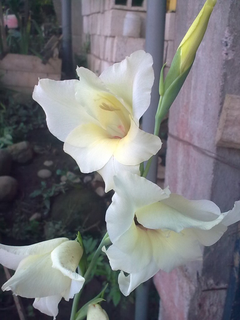 Foto: Gradiolo blanco - Shell (Pastaza), Ecuador