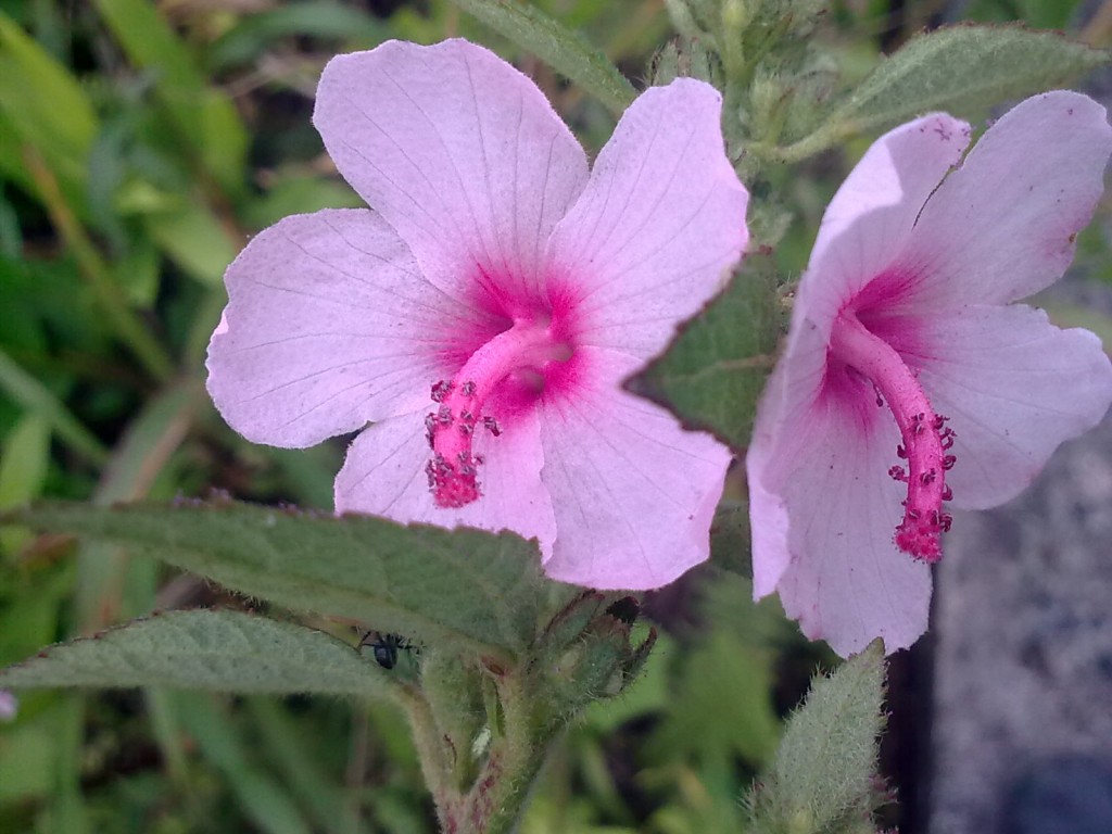 Foto: amor seco - Shell (Pastaza), Ecuador