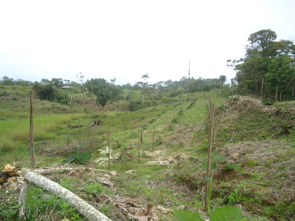 Foto: Plantio de naranjilla - Puyo (Pastaza), Ecuador