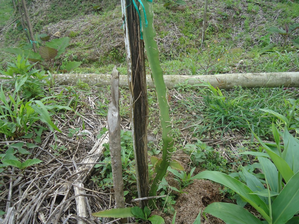 Foto: Planta de pitajaya - Puyo (Pastaza), Ecuador