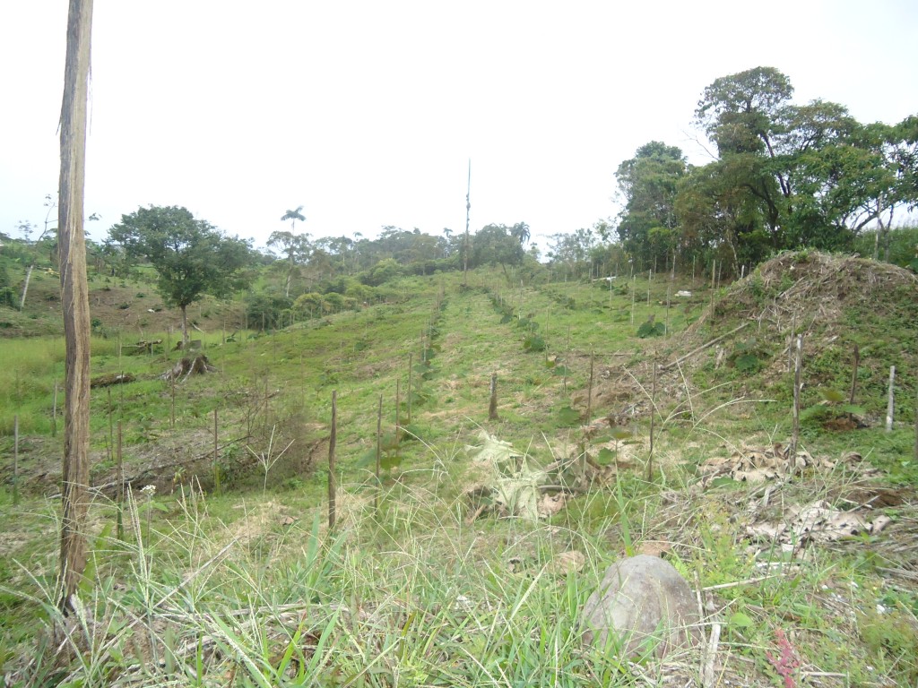 Foto: Plantío de naranjilla y pitajaya - Puyo (Pastaza), Ecuador