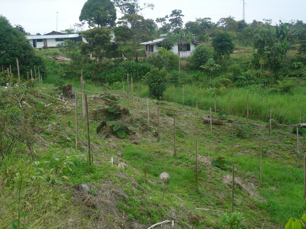Foto: Plantio de naranjilla y pitajaya. - Puyo (Pastaza), Ecuador