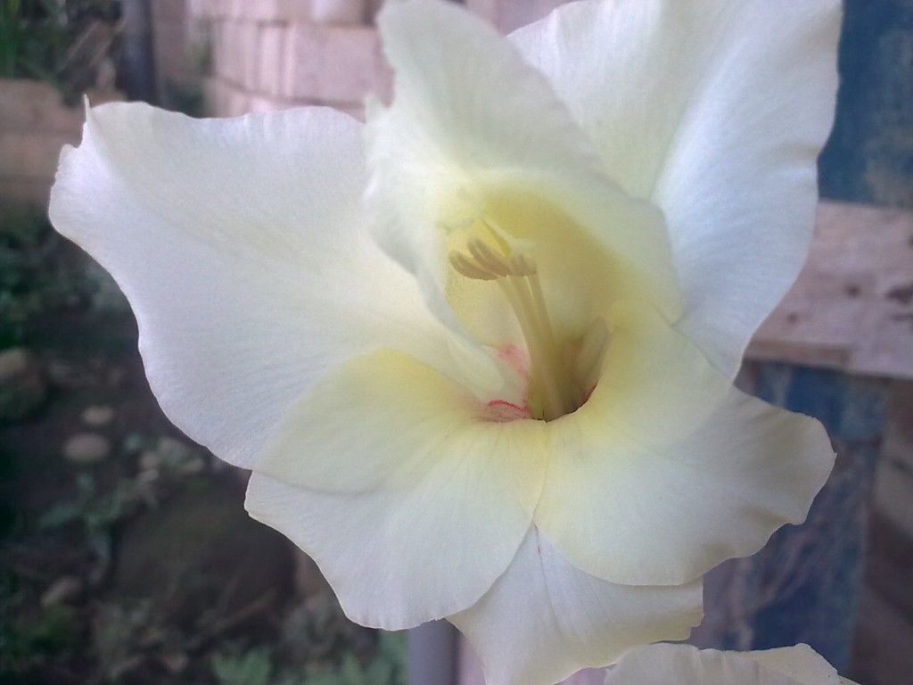 Foto: Gradiolo - Shell (Pastaza), Ecuador