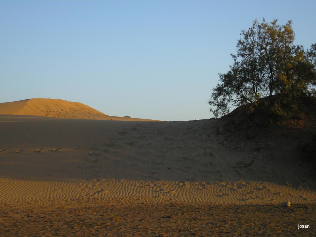 Foto: dunas y charca de maspalomas - Maspalomas (Las Palmas), España