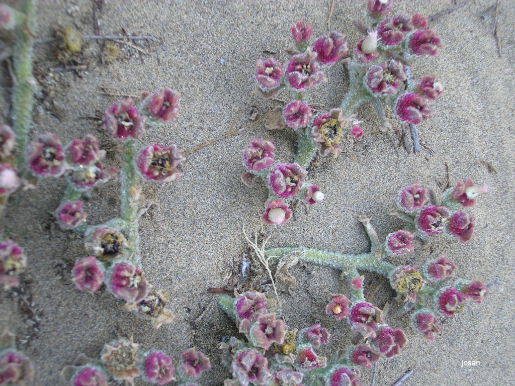 Foto: dunas y charca de maspalomas - Maspalomas (Las Palmas), España