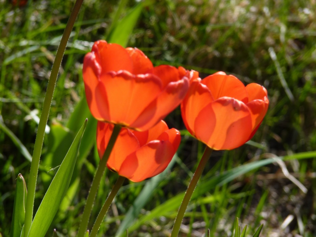 Foto: Parque Nacional Los Alerces - Esquel (Chubut), Argentina