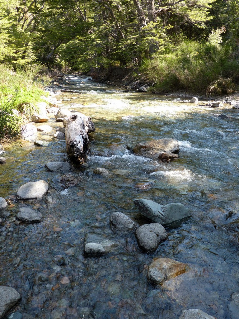 Foto: Parque Nacional Los Alerces - Esquel (Chubut), Argentina