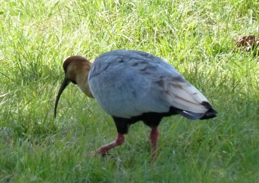 Foto: Parque Nacional Los Alerces - Esquel (Chubut), Argentina