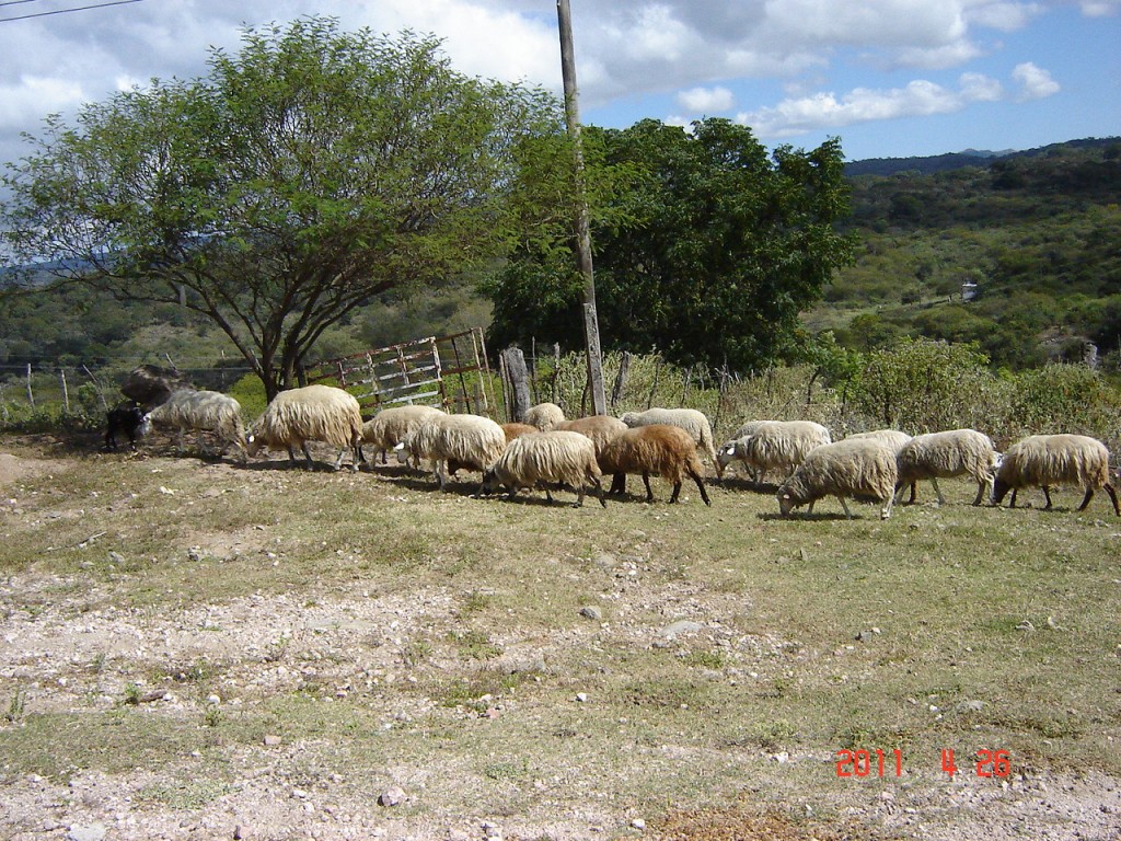 Foto: Camino a Ancasti - Ancasti, Catamarca (Córdoba), Argentina