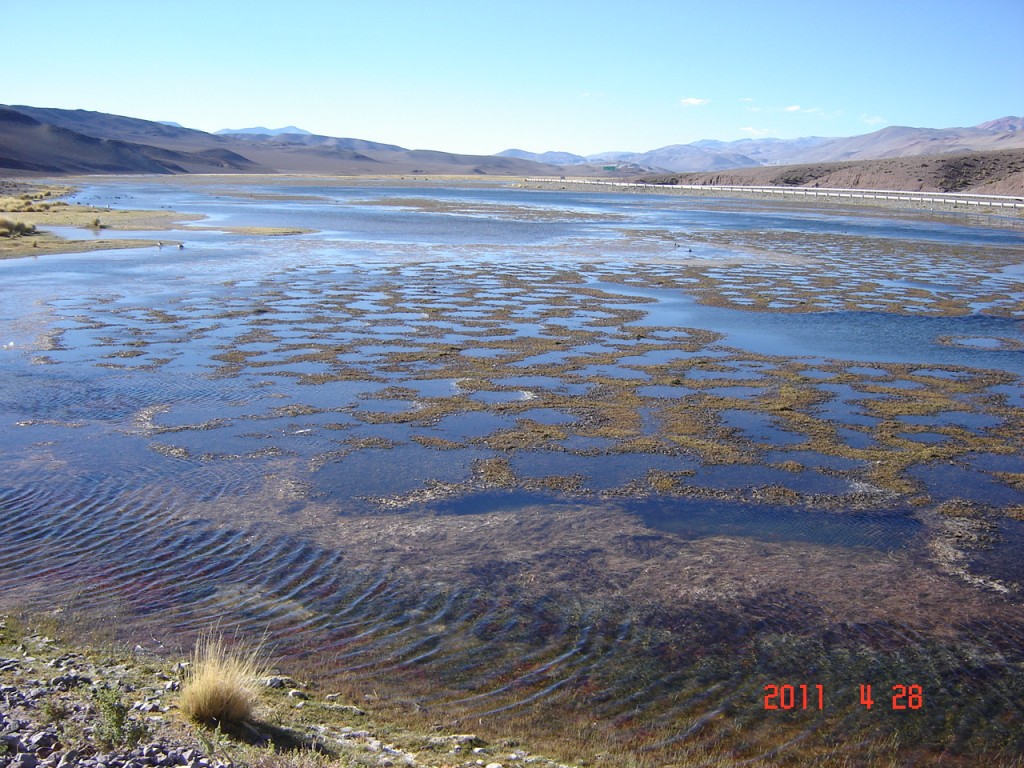 Foto: Cortaderas - Fiambalá (Catamarca), Argentina
