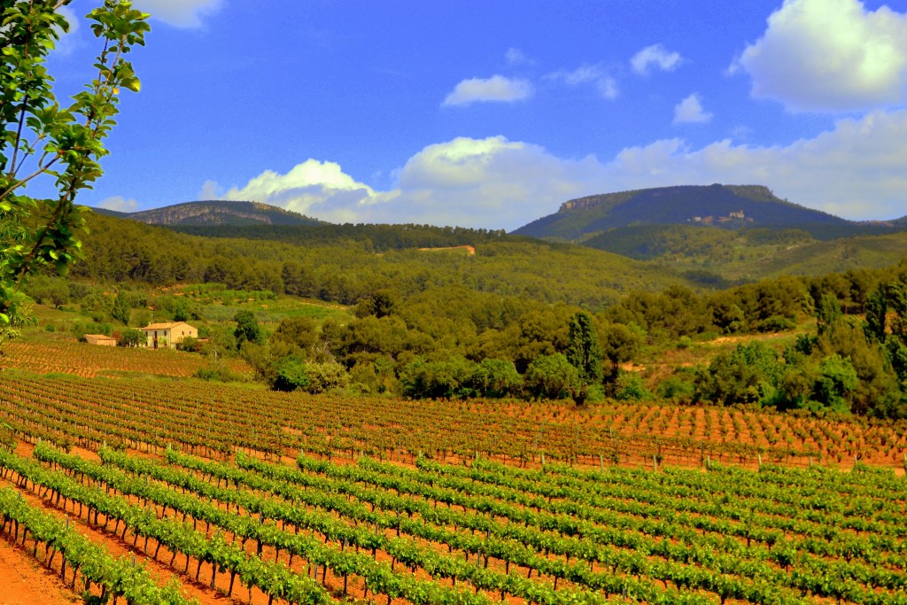 Foto: Viñas de Primavera - Torrelles de Foix (Barcelona), España