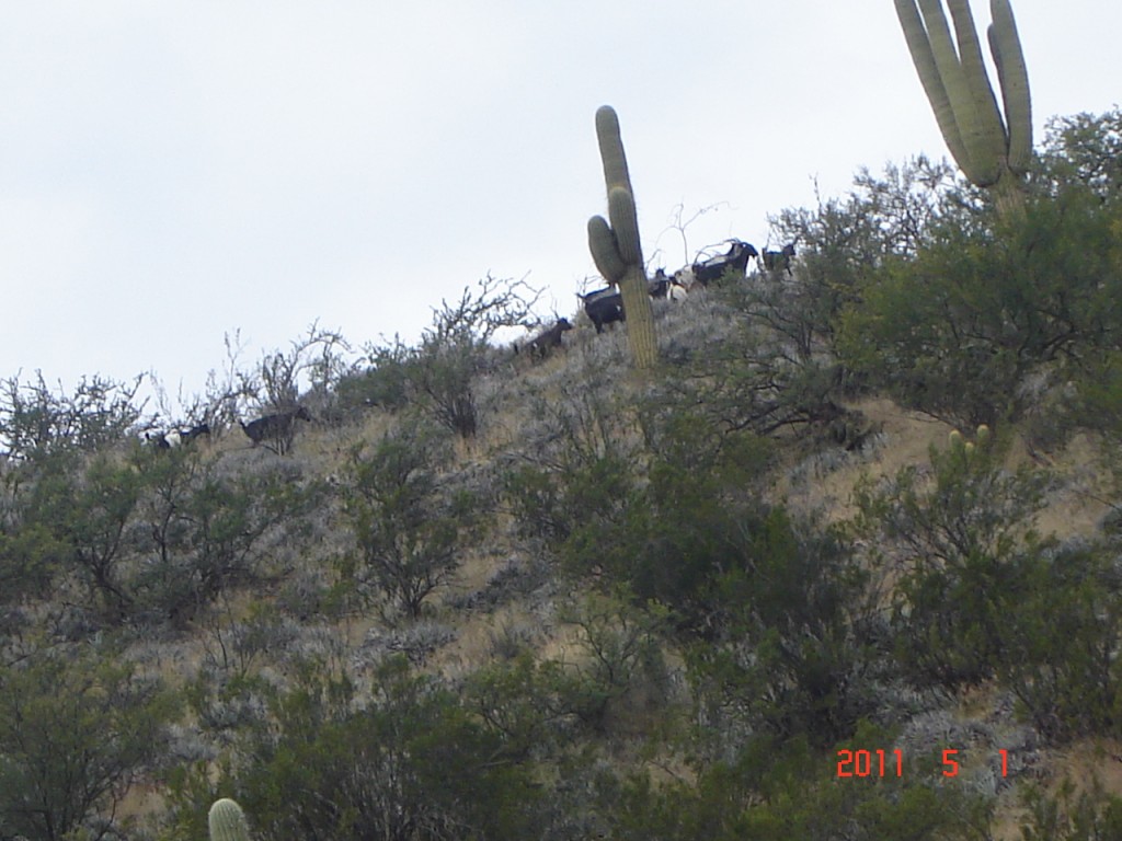 Foto: Condor Huasi - Belén (Catamarca), Argentina