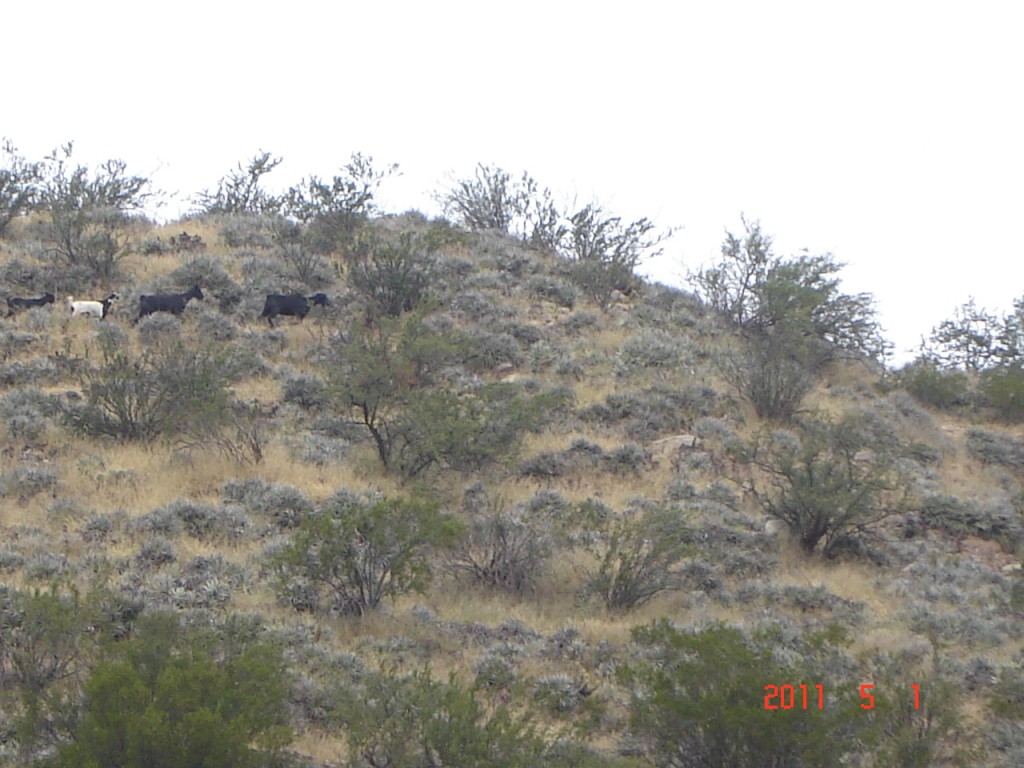 Foto: Condor Huasi - Belén (Catamarca), Argentina