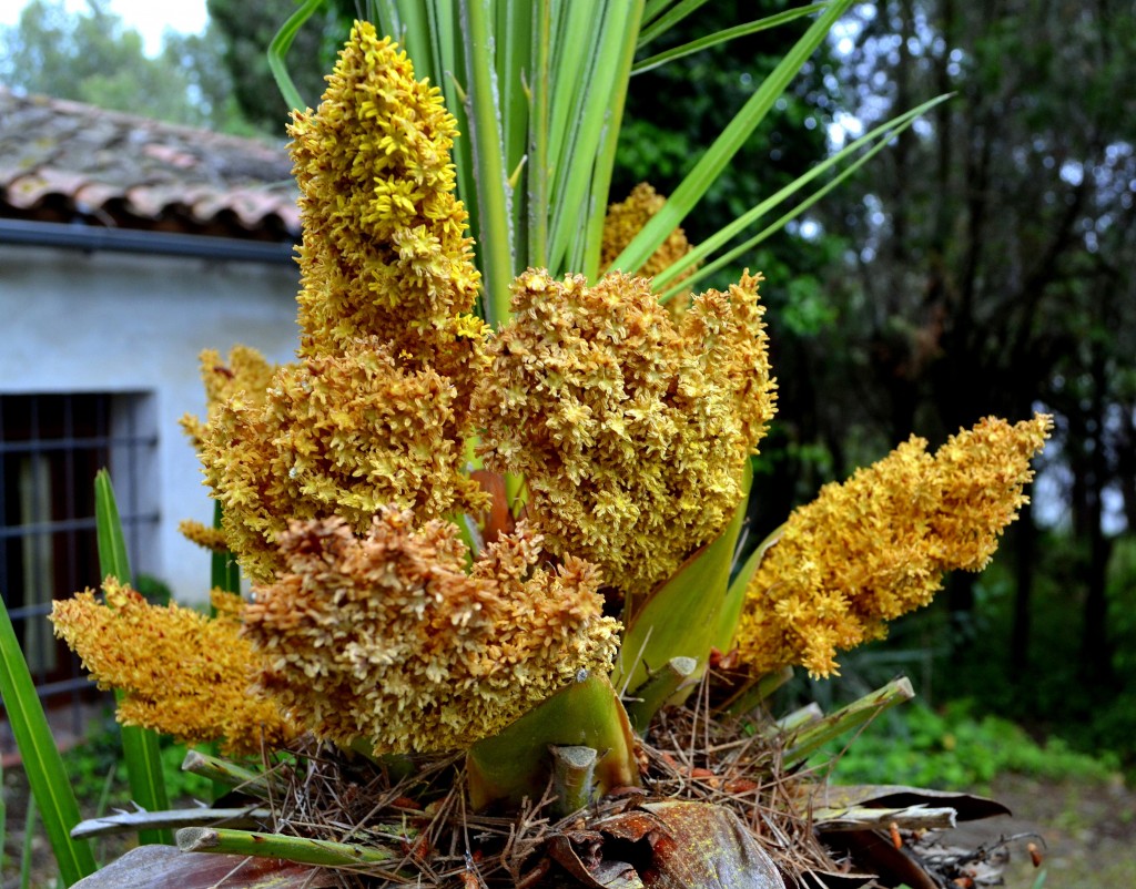 Foto: Margalló - Olerdola (Barcelona), España