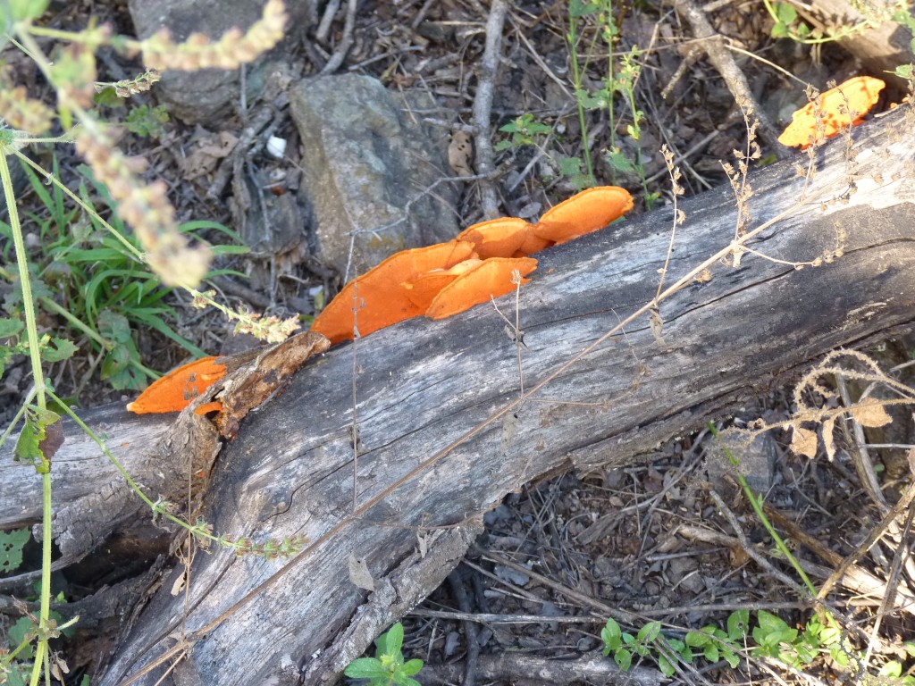 Foto: La Tunita - Ancasti (Catamarca), Argentina