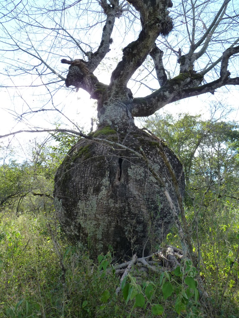 Foto: Algarrobo blanco - Ancasti (Catamarca), Argentina