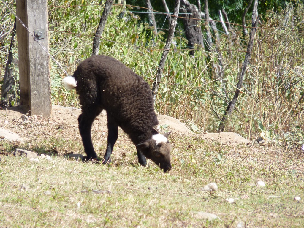 Foto: Camino a Ancasti - Ancasti (Catamarca), Argentina