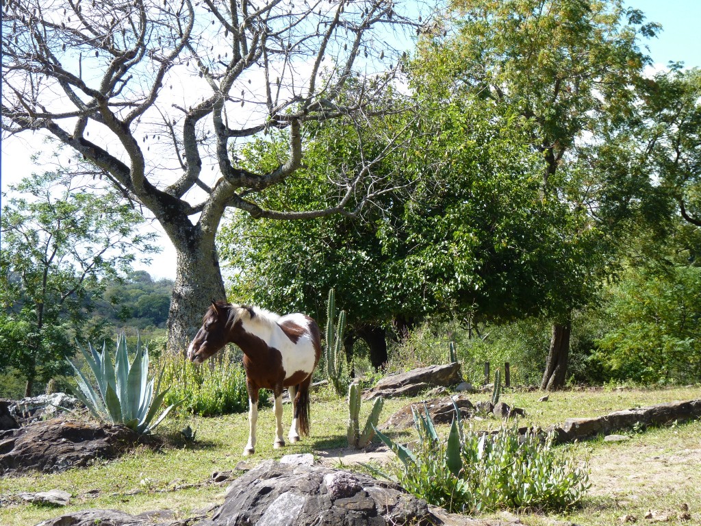Foto: Hostería Paso del Indio - Ancasti (Catamarca), Argentina
