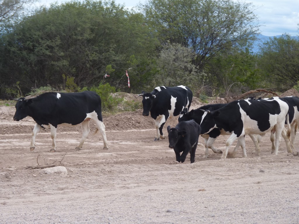 Foto: Camino a Andalgalá - Belén (Catamarca), Argentina