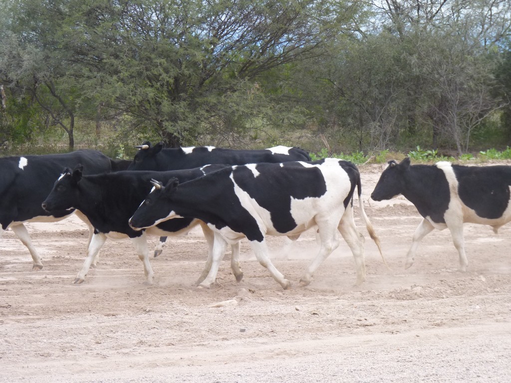Foto: Camino a Andalgalá - Belén (Catamarca), Argentina