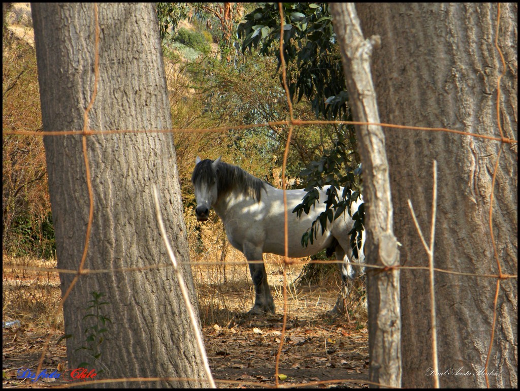 Foto de Alhué (Región Metropolitana), Chile