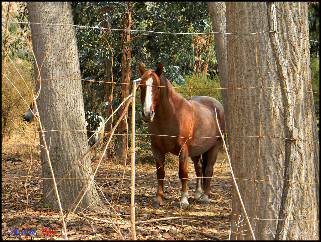 Foto de Alhué (Región Metropolitana), Chile