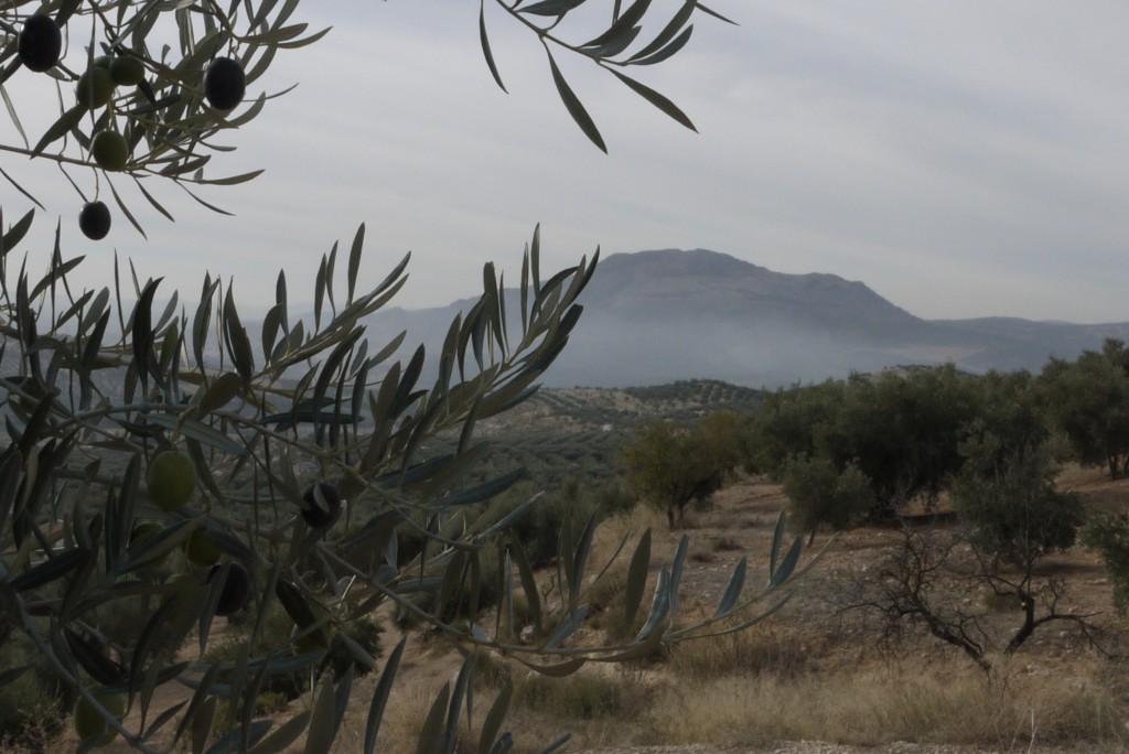 Foto: Olivares - Salar (Granada), España