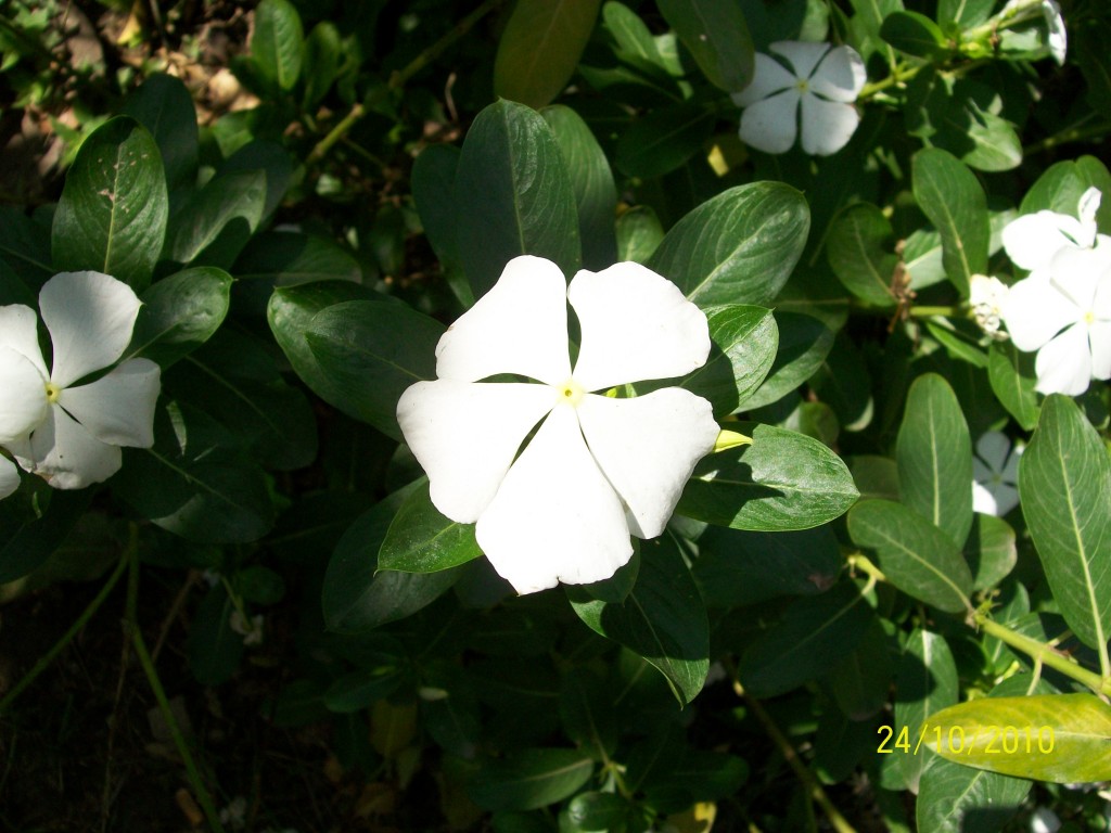 Foto: Pirané - Pirané (Formosa), Argentina