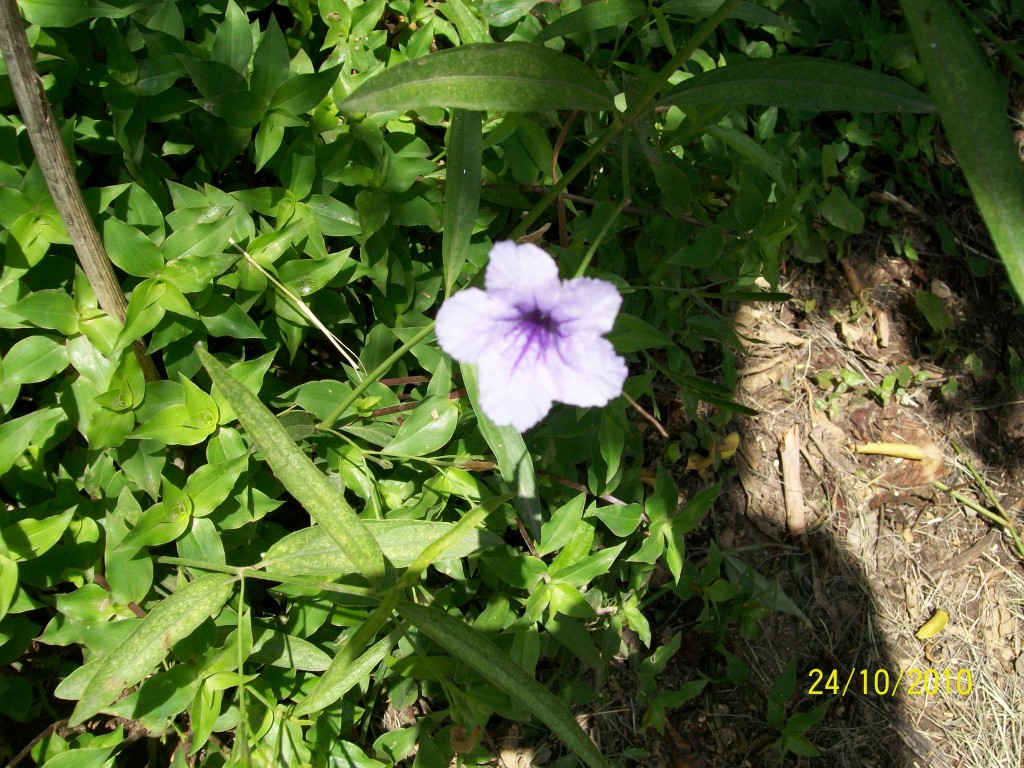 Foto: Pirané Formosa, Argentina - Pirané Formosa (Formosa), Argentina