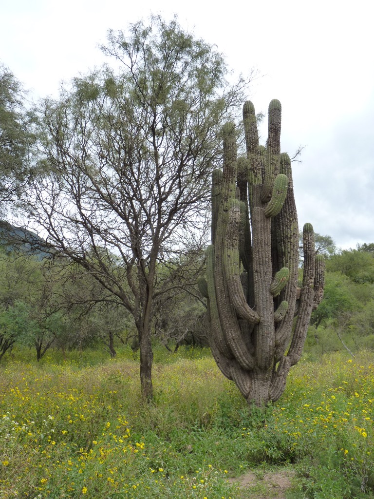 Foto: Ruinas El Shincal - Londres (Catamarca), Argentina