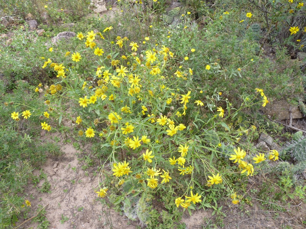 Foto: Ruinas El Shincal - Londres (Catamarca), Argentina