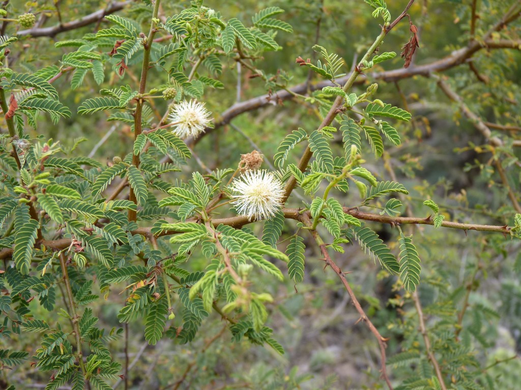 Foto: Ruinas El Shincal - Londres (Catamarca), Argentina