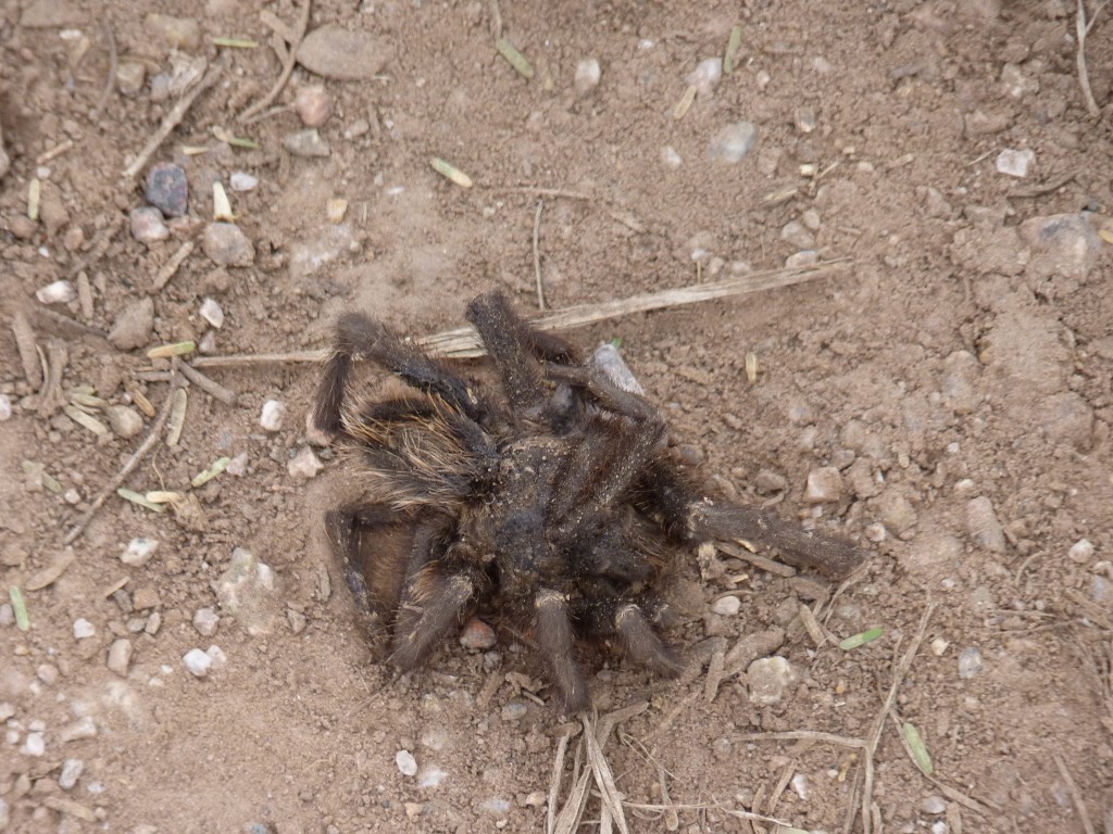 Foto: Ruinas El Shincal - Londres (Catamarca), Argentina