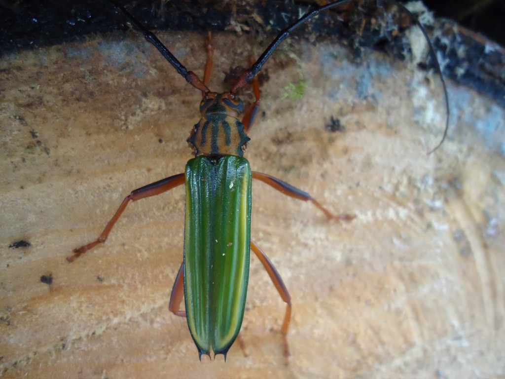 Foto: Insecto - Shell (Pastaza), Ecuador