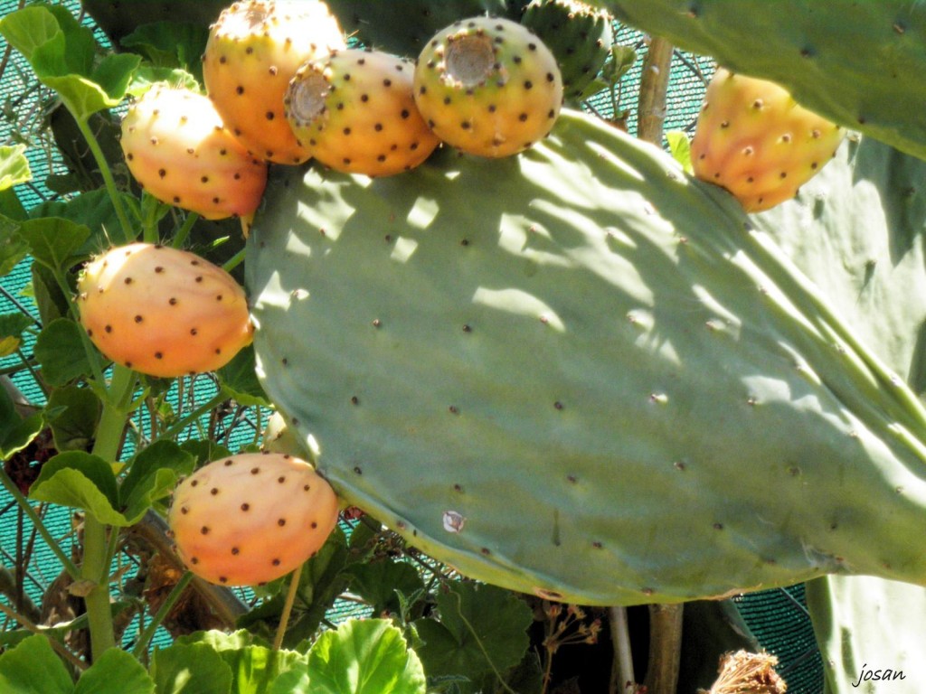 Foto: visitando valsequillo - Tenteniguada (Valsequillo) (Las Palmas), España